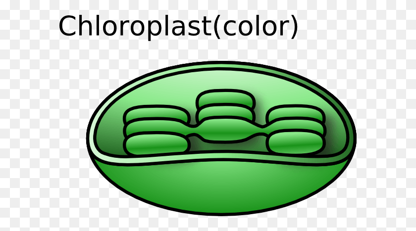 600x407 Chloroplast Cliparts - Mitosis Clipart