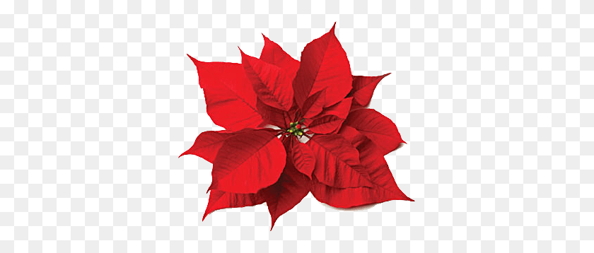 337x298 Рождественский Цветок Png - Пуансеттия Клипарт