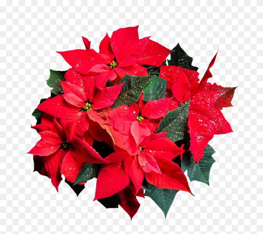 816x720 Christmas Flower Png - Flower PNG Images