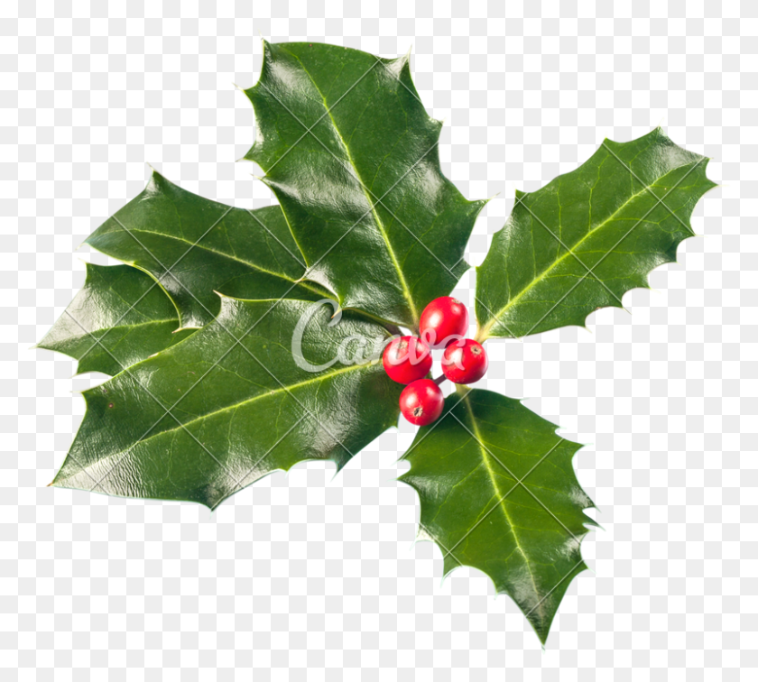 800x714 Christmas Holly - Christmas Holly PNG