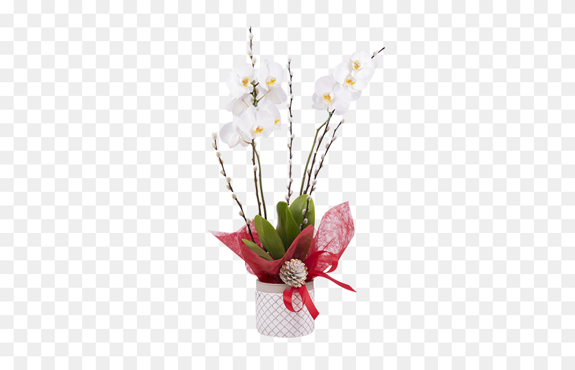 480x480 Christmas Orchid - Orchid PNG
