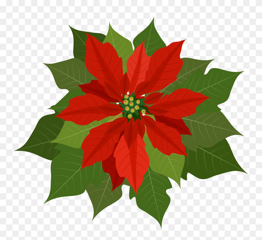 2469x2248 Christmas Poinsettia Png - Petunia Clipart