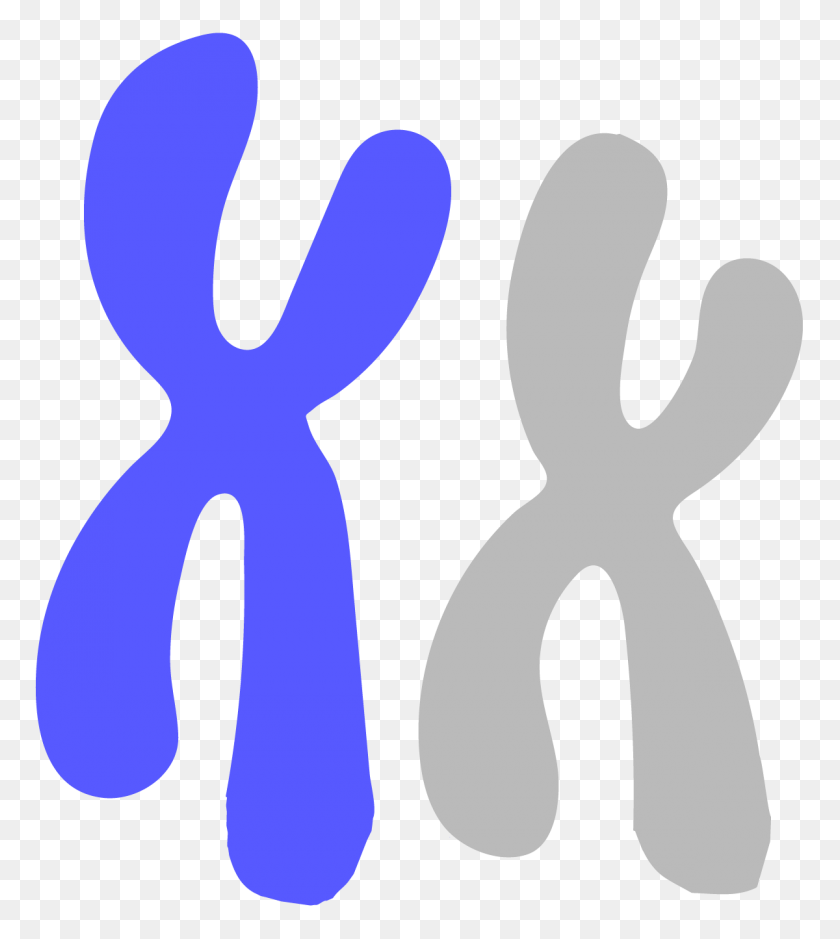 1200x1353 Chromosome - Chromosome Clipart