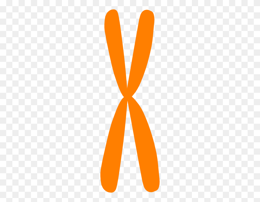 192x593 Chromosome Clip Art - Chromosome Clipart