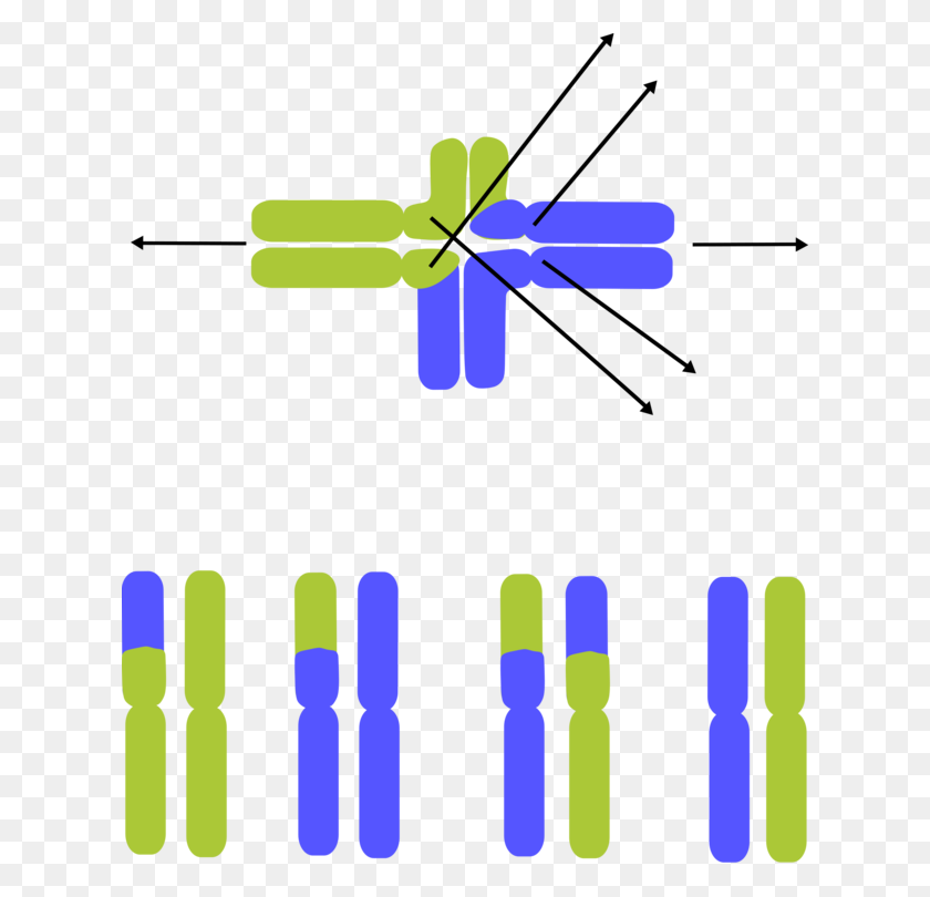 620x750 Хромосома Днк Молочная Кислота Компьютерные Иконки Хромосомных - Хромосома Клипарт