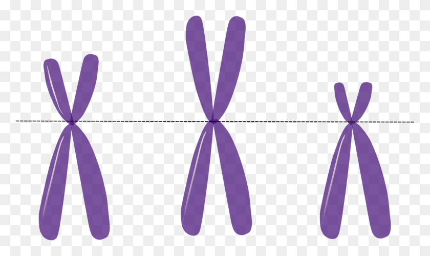 1328x750 Chromosome Genetics Heredity Dna - Mutation Clipart