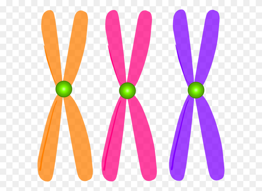 600x552 Chromosomes Clip Art - Chromosome Clipart