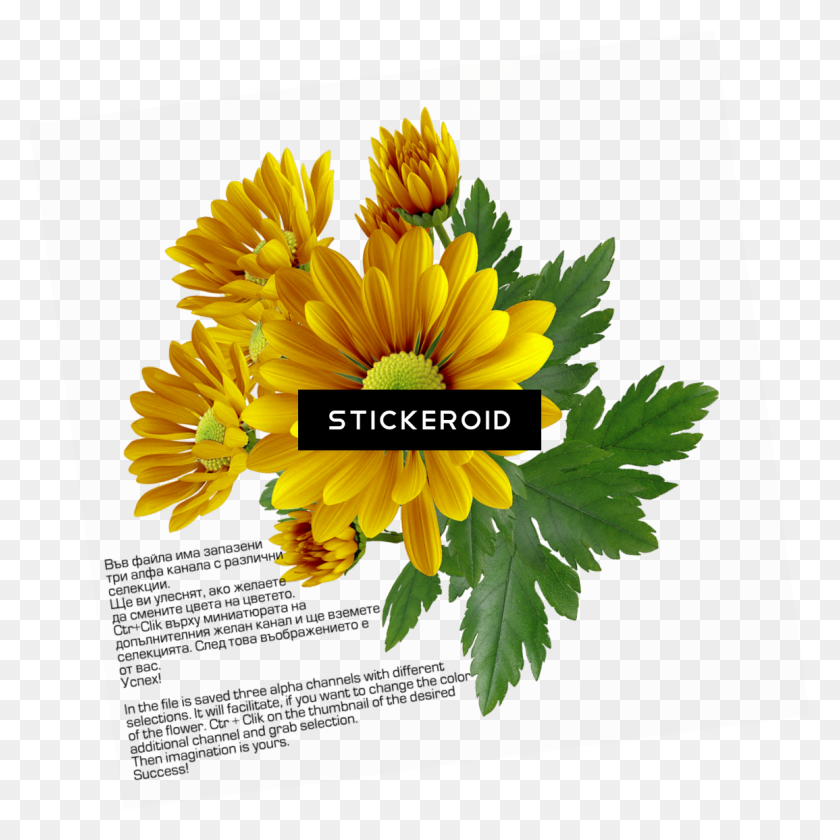 1155x1156 Chrysanthemum Download Flower Free - Chrysanthemum PNG