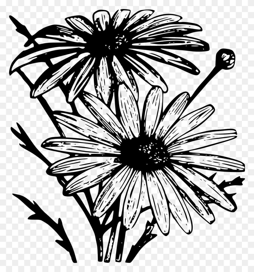 1000x1077 Chrysanthemum Frutescens - Chrysanthemum PNG