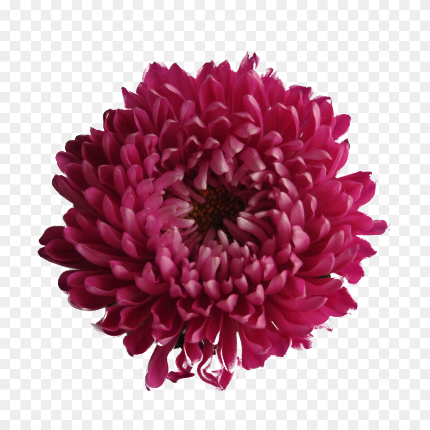 2000x2000 Chrysanthemum Png Images Transparent Free Download - Chrysanthemum PNG