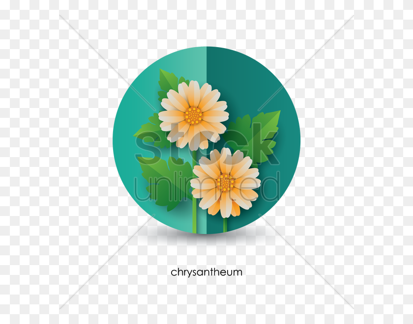 600x600 Chrysanthemum Vector Image - Chrysanthemum PNG