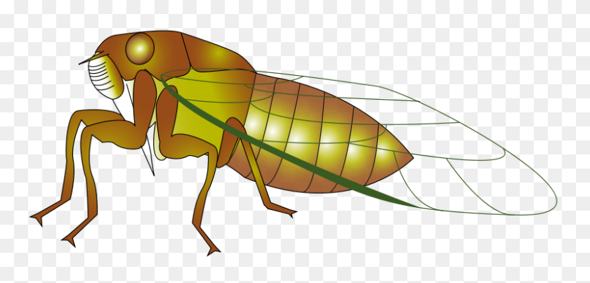 800x352 Cicada Clipart - Cicada Clipart