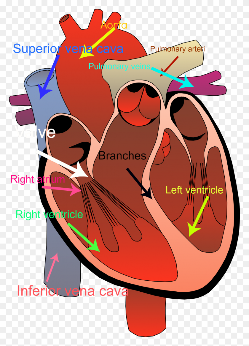 1111x1574 Circulatory System Clipart Free Download Clip Art - Endocrine System Clipart