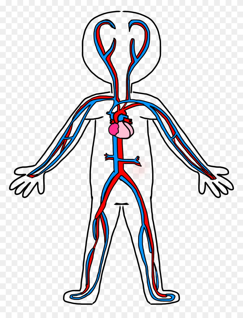 1200x1600 Circulatory System Cliparts - Blood Vessel Clipart