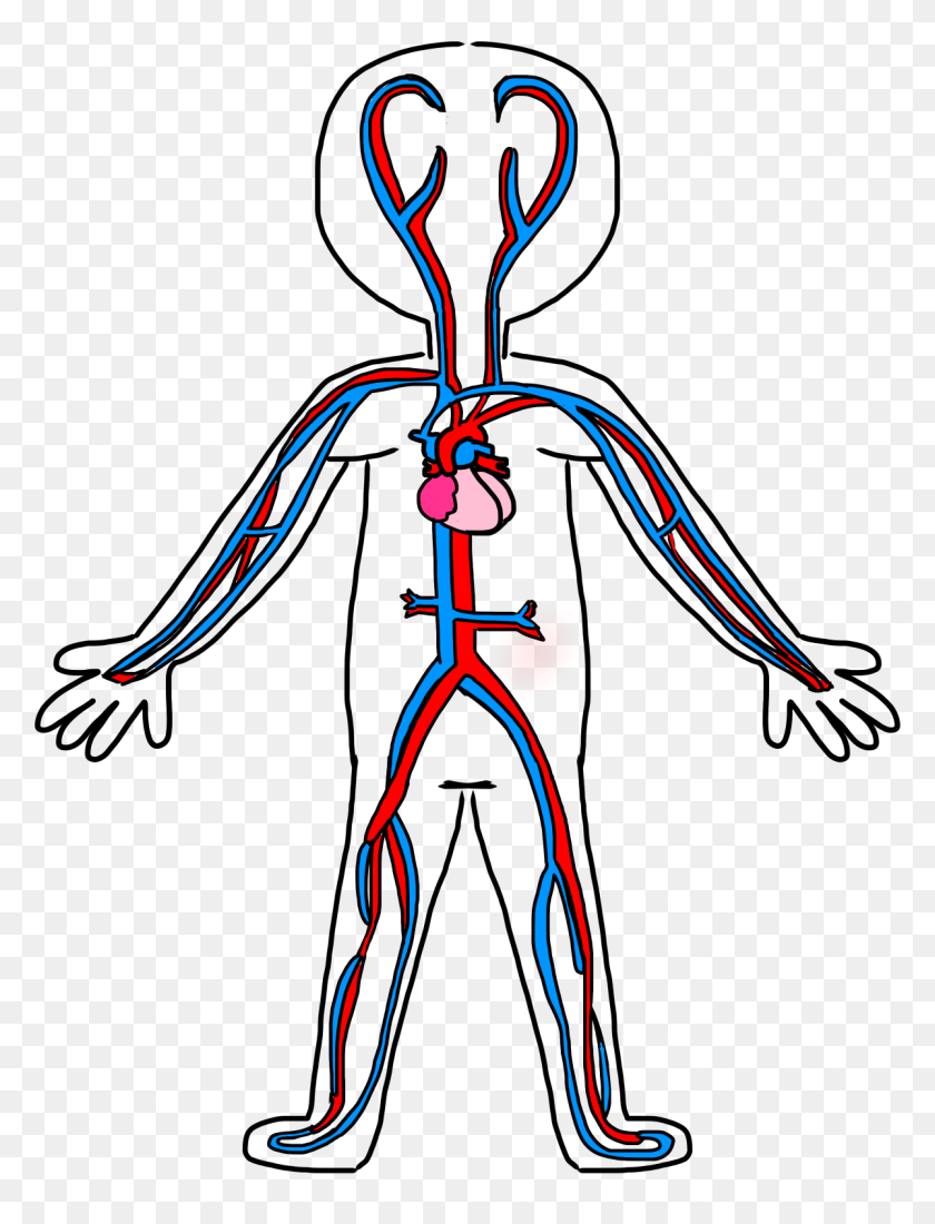 1200x1600 Dibujo Del Sistema Circulatorio Para Niños