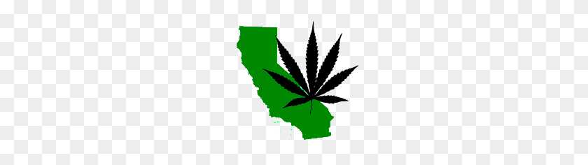 240x176 City Visions Lo Que Necesita Saber Sobre La Legalización De La Marihuana Kalw - Marihuana Png