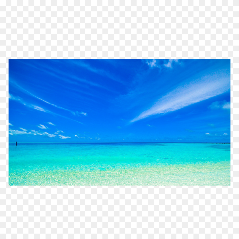 1000x1000 Clam Blue Beach - Ocean Water PNG