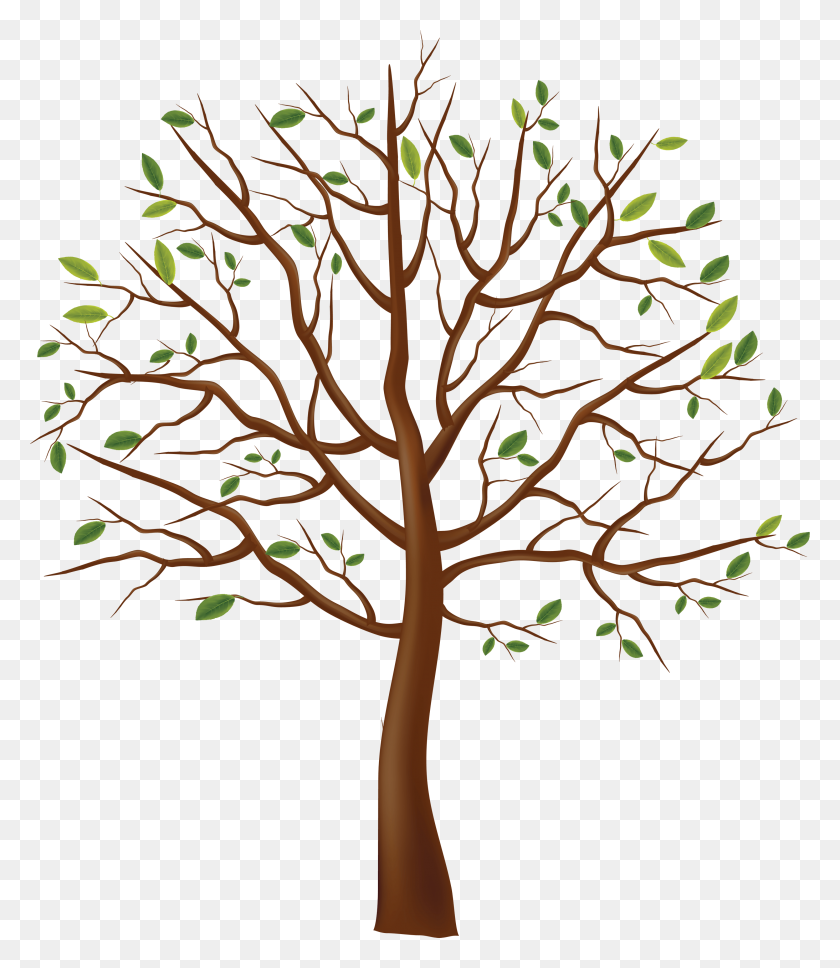 2968x3456 Classy Tree Oak Root Branch Tree Vector Tree Oak Root Branch Tree - Roots PNG