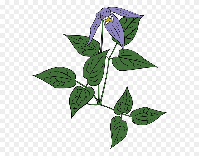 570x598 Clematis Occidentalis Clip Art Free Vector - Morning Glory Clipart