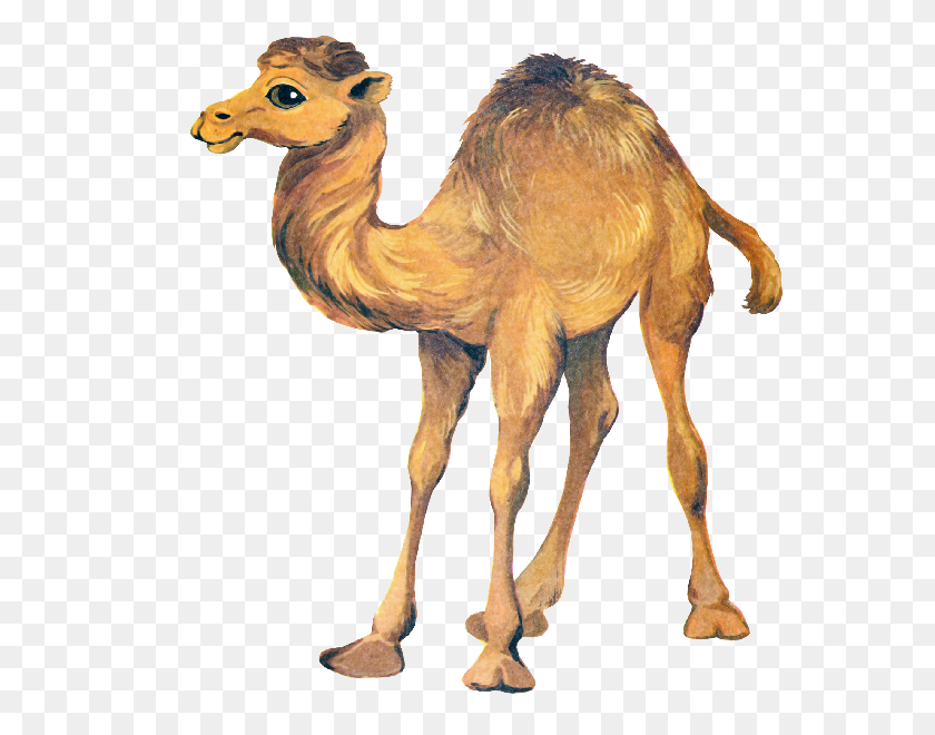 600x600 Clipart Camel Clipart Image - Camel Clipart