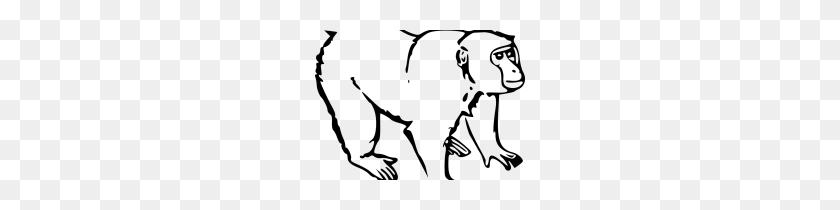 210x150 Картинки Шимпанзе Картинки - Клипарт Шимпанзе