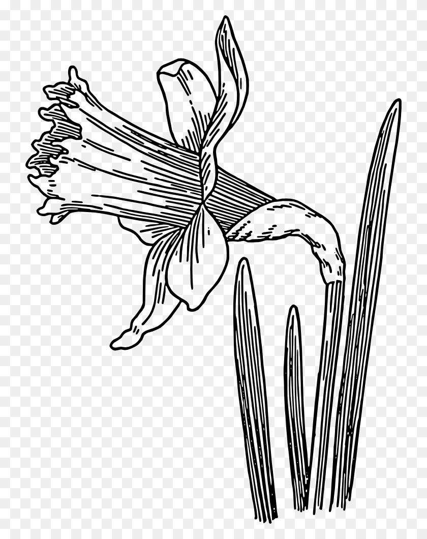 740x1000 Clip Art Daffodils - Thyme Clipart