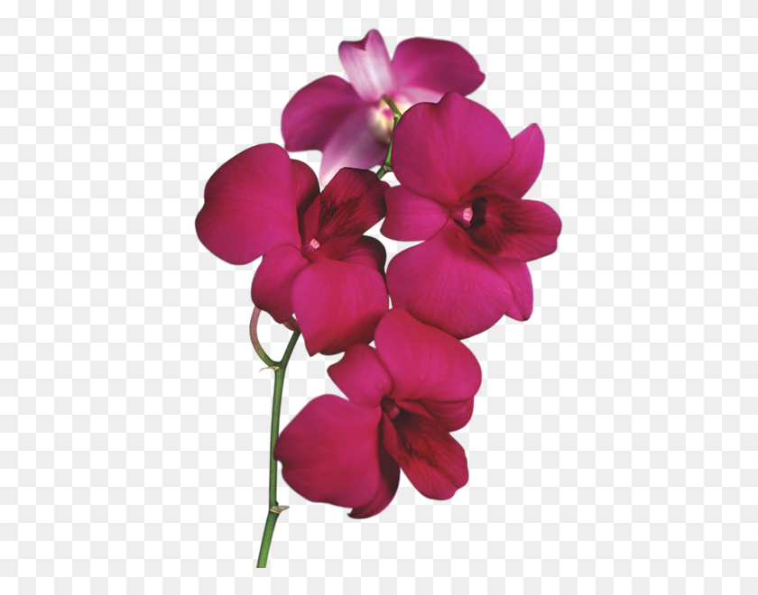 409x600 Клипарт Цветы - Орхидеи Png