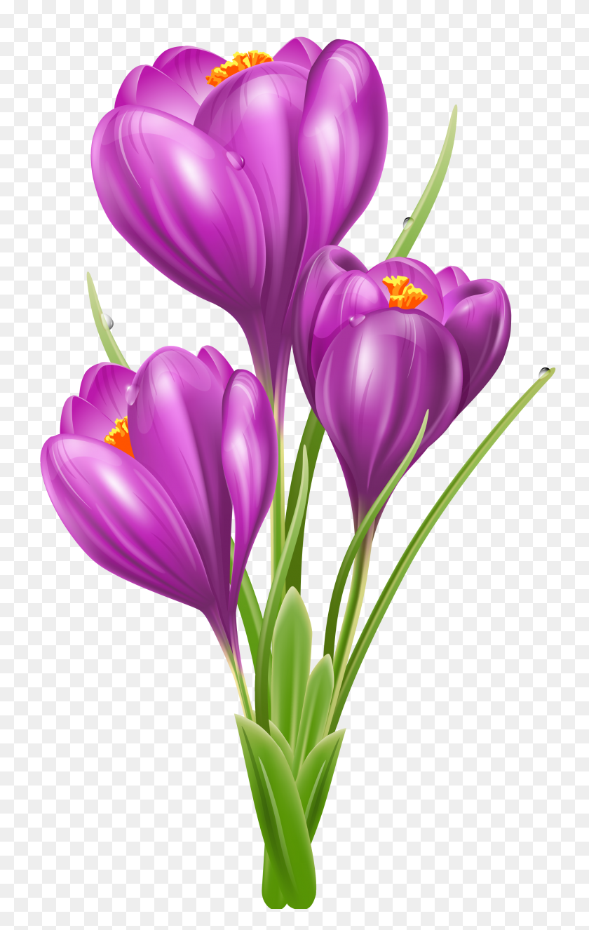 2502x4064 Clip Art Flowers - Violet Flower Clipart