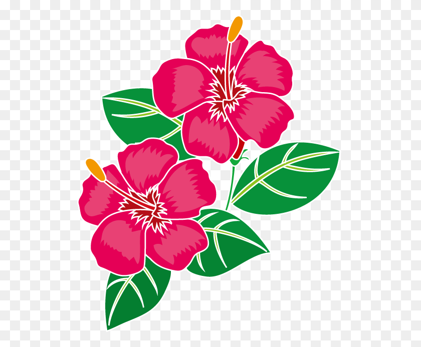 531x633 Картинки Цветы - Гавайский Цветочный Клипарт