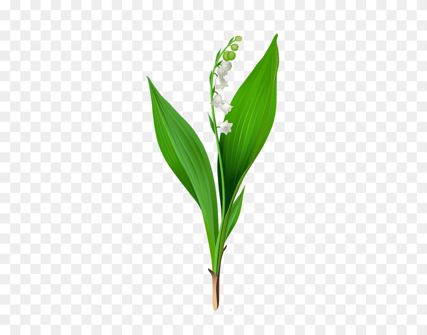 304x600 Clip Art Flowers Lily - Lily Of The Valley Clipart