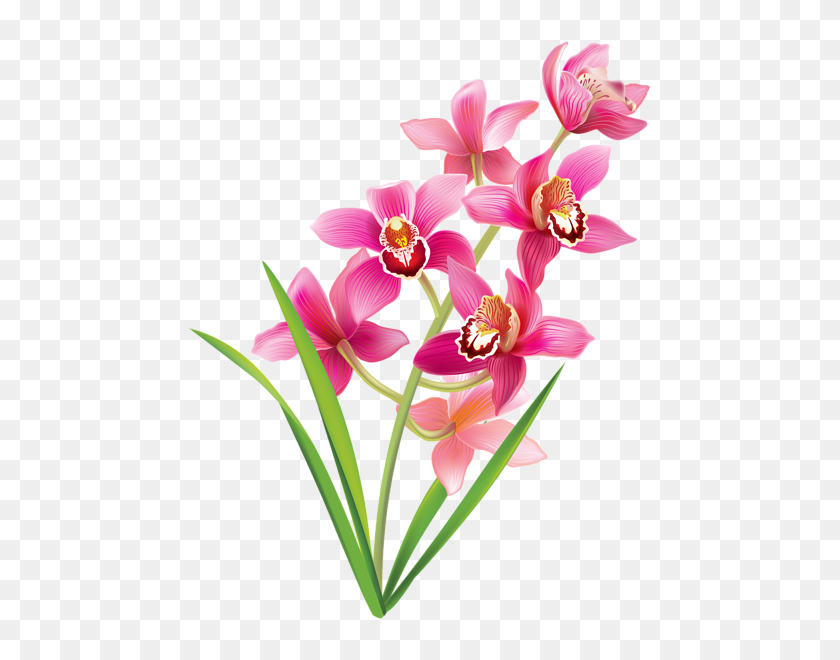479x600 Clip Art Flowers, Orchids - Cotton Plant Clipart