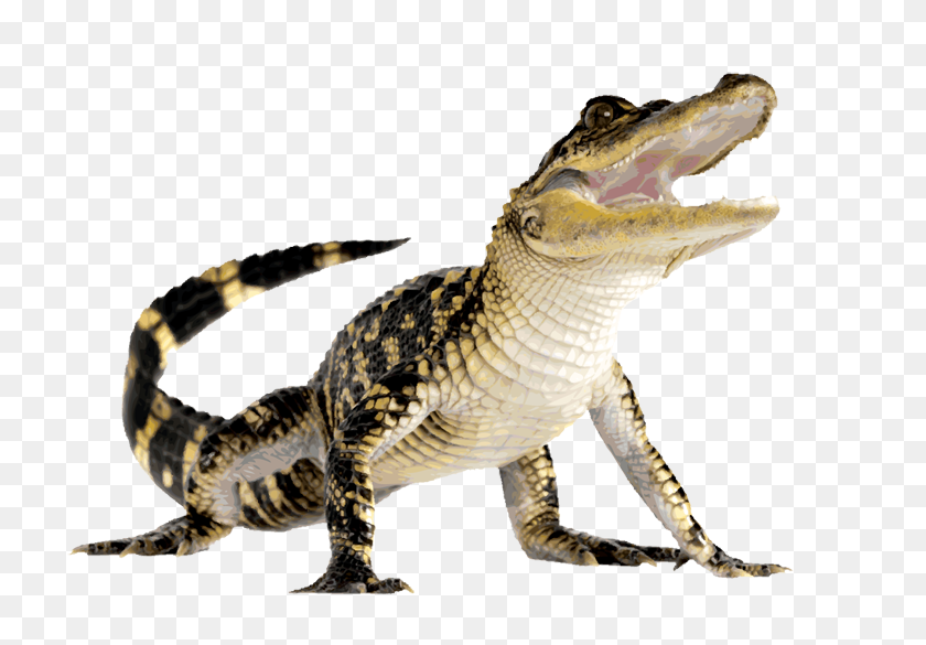 740x525 Clip Art Of An Alligator - Free Alligator Clipart