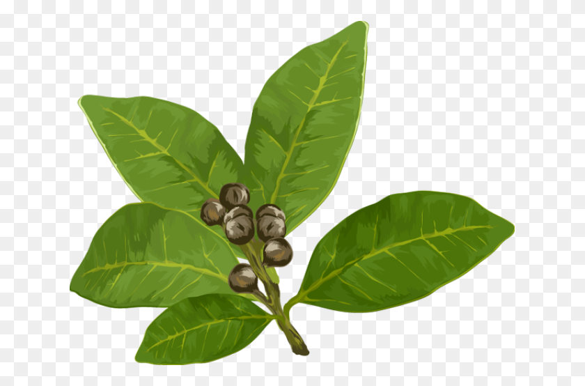 639x494 Clip Art Of Bay Leaves - Bay Clipart