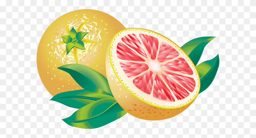 600x392 Clip Art Of Citrus Fruit Grapefruit Education - Mostly Sunny Clipart