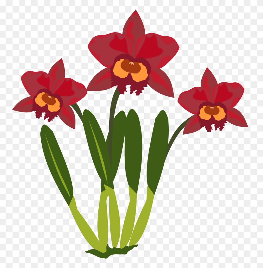 1880x1920 Clip Art Of Red Orchids Free Image - PNG Orchids