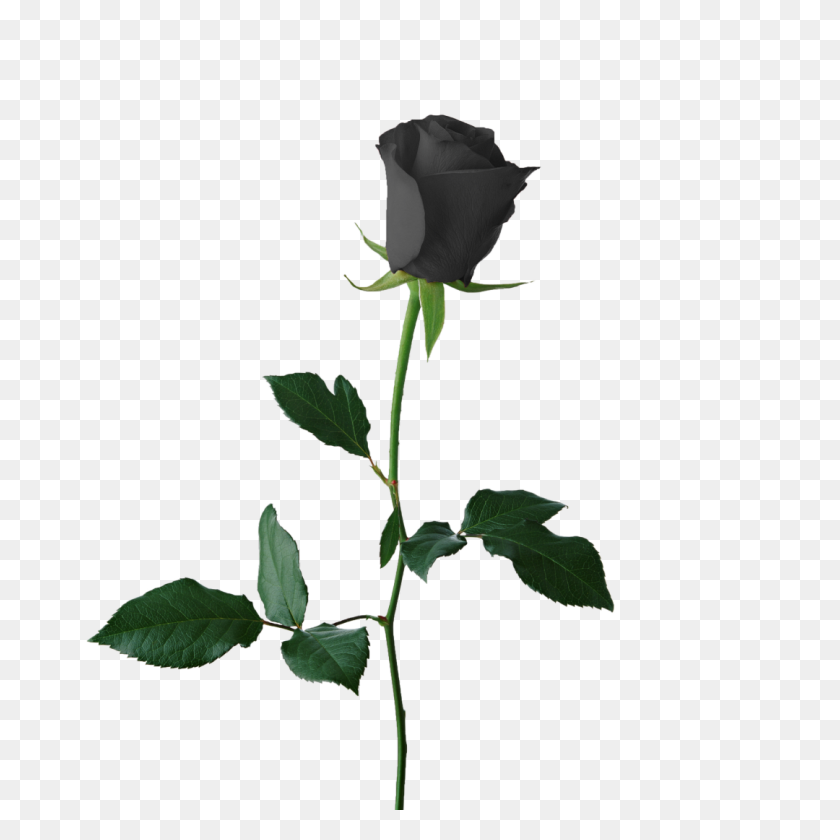 1080x1080 Переносимая Сетевая Графика Клип Арт Прозрачность Черная Роза - Черная Роза Клипарт