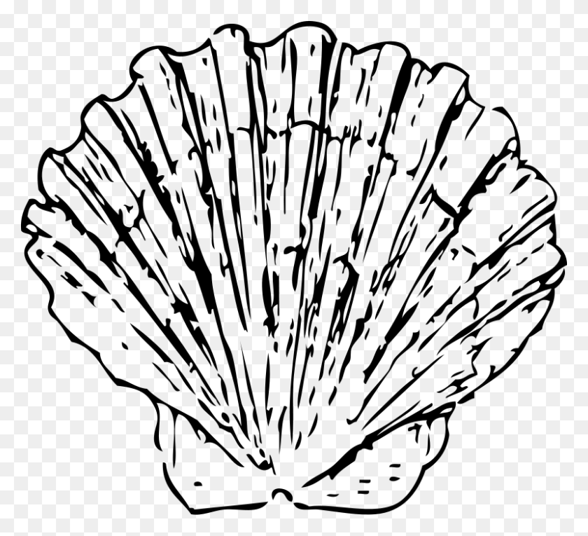 800x724 Clip Art Shell - Mermaid Shell Clipart