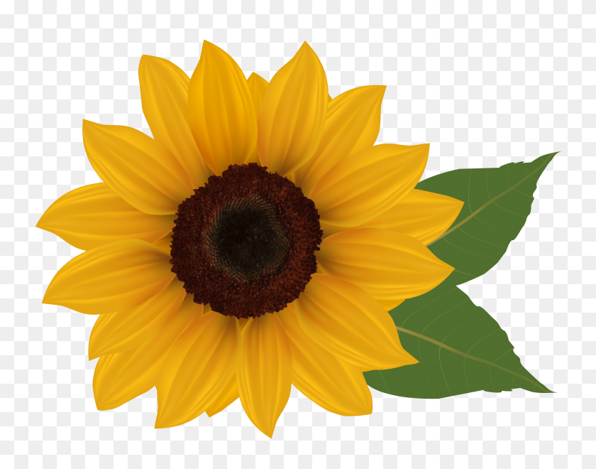 6078x4682 Clip Art Sunflower - Beautiful Flower Clipart