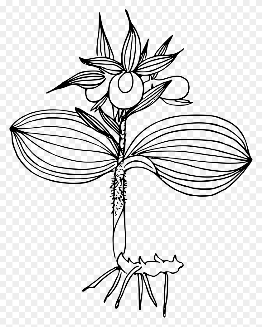1894x2400 Clipart - Orchid Clipart