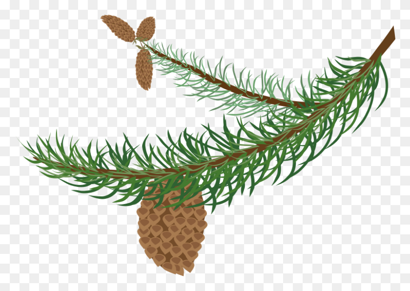 800x550 Clipart - Pine Tree Branch PNG