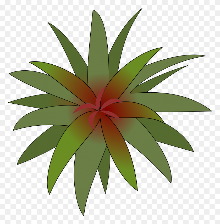 2137x2181 Clipart - Plant Top View PNG
