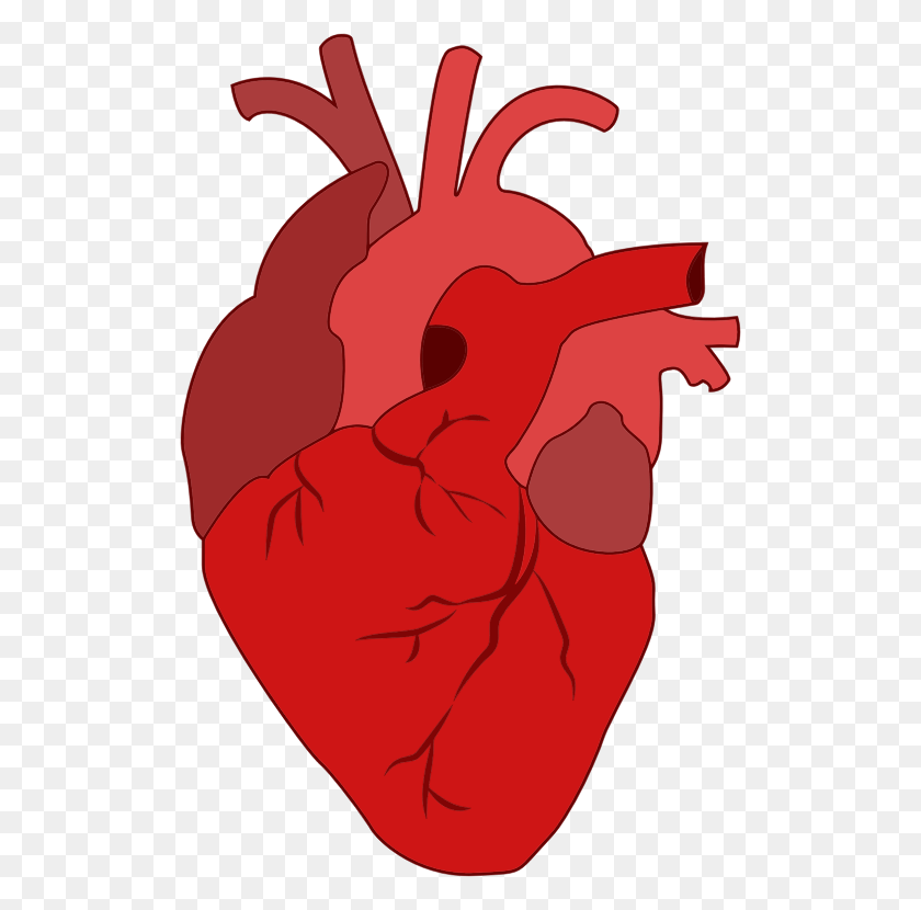 512x770 Clipart - Real Heart PNG