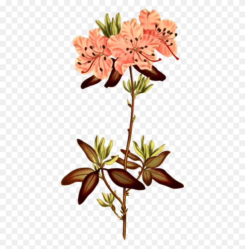 424x792 Clipart - Rhododendron Clipart