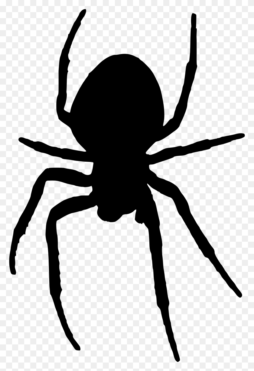 1602x2400 Clipart - Spider PNG