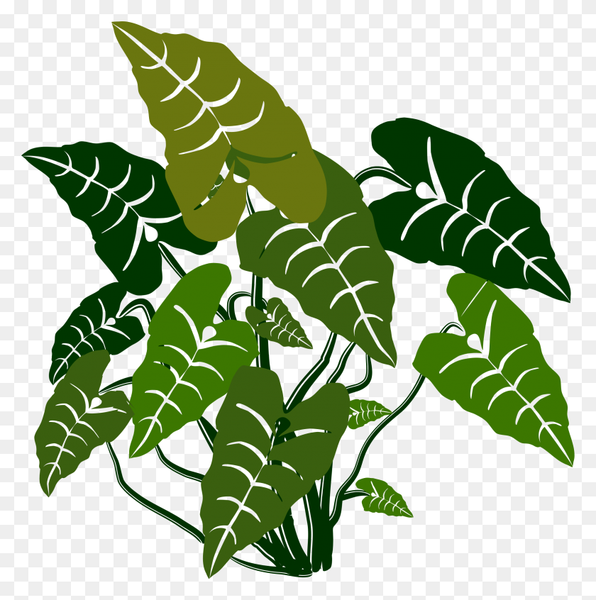 2327x2347 Clipart - Tropical Plants PNG