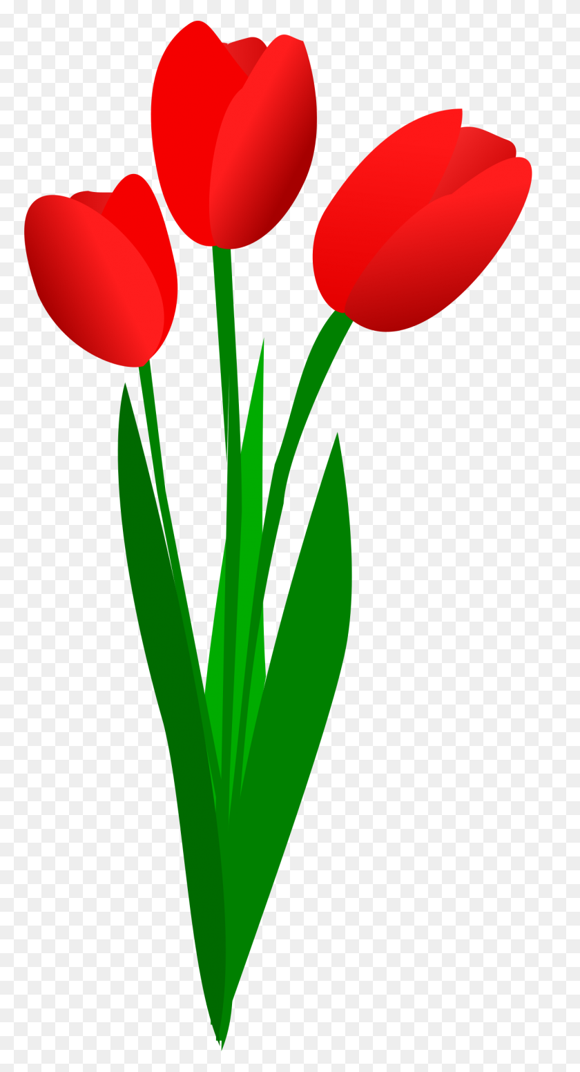 1254x2400 Clipart - Tulip Images Clip Art