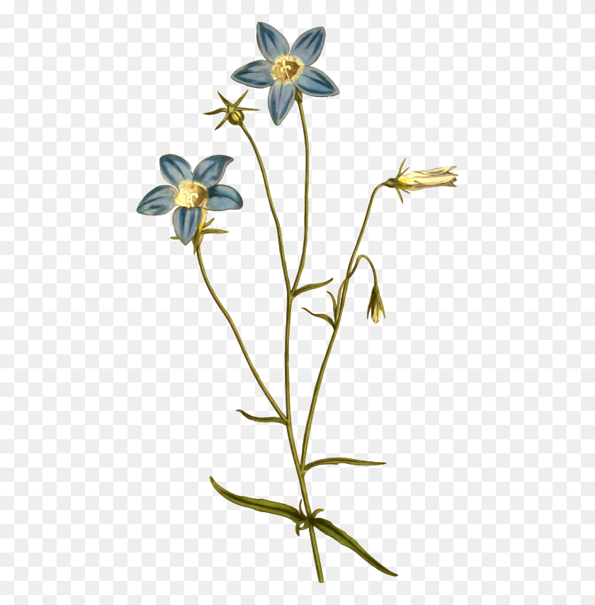 456x794 Clipart - Wildflower PNG