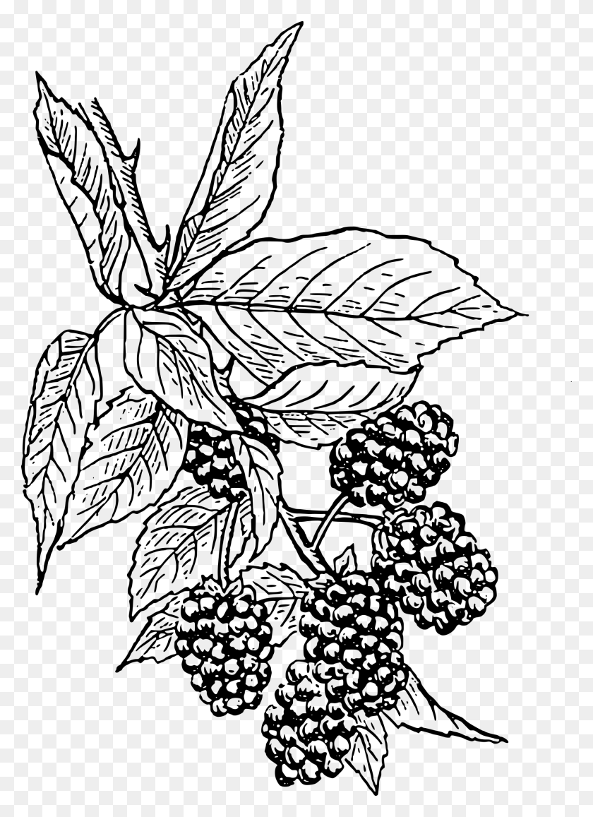 1706x2400 Clipart - Blackberry Clipart