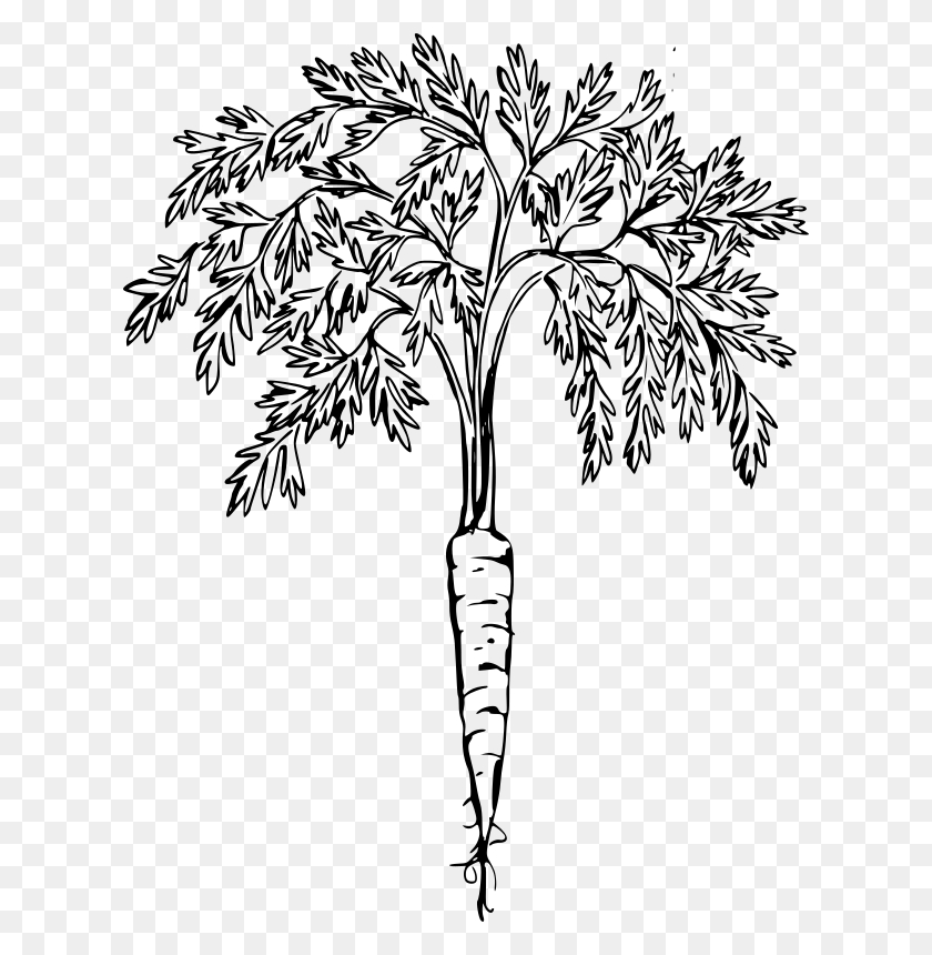 618x800 Clipart - Carrot Black And White Clipart