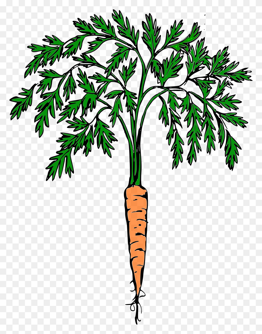 1853x2400 Clipart - Carrot Clipart PNG